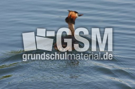 Haubentaucher-033.jpg